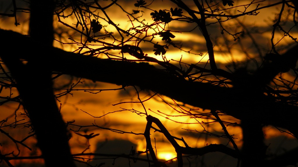 sundown in between branches ~ catched in a bough loop